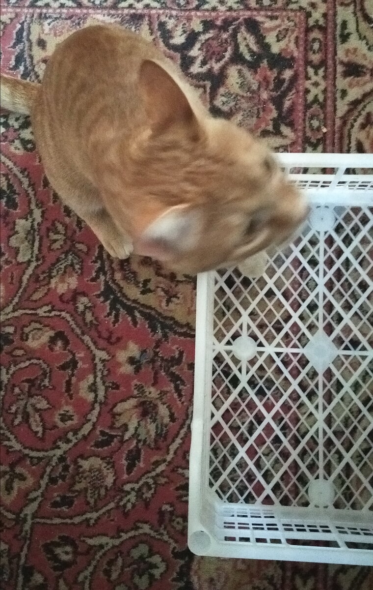 Личное  фото.  Не реклама  товара. 