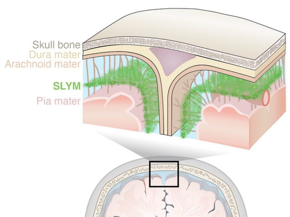 Расположение новой оболочки по отношению к трем другим