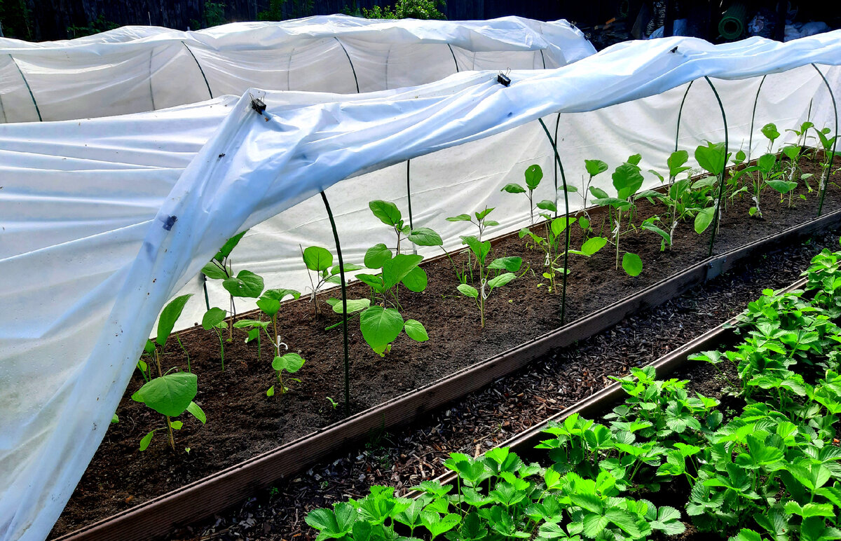 Баклажаны. Фото автора.