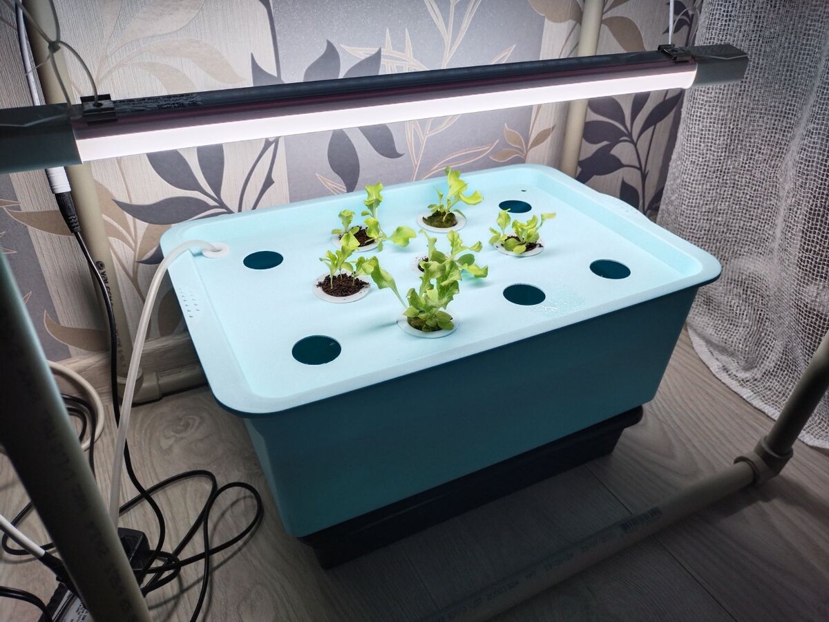 рассада выставленная в установку