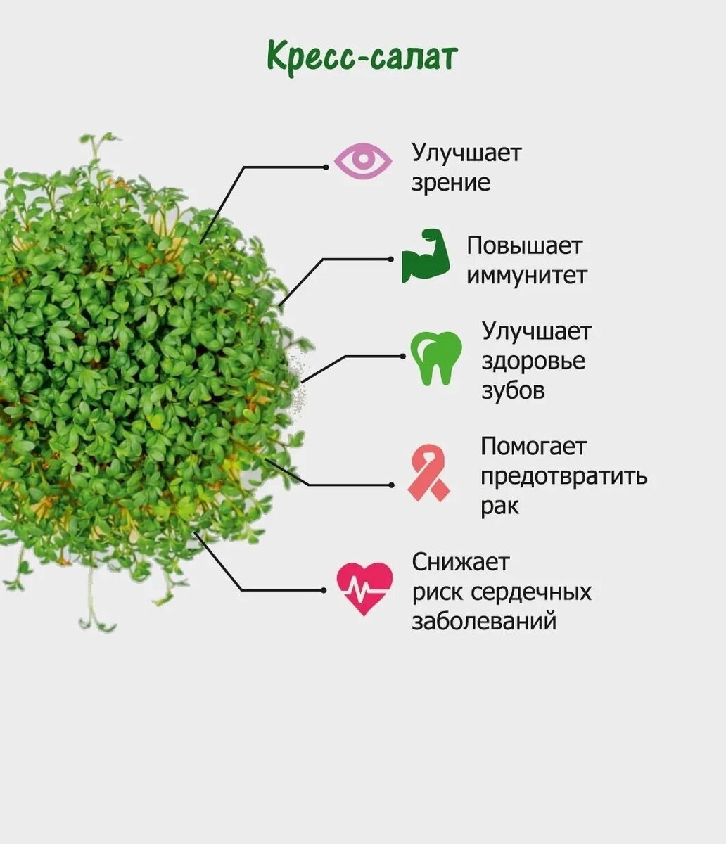 Микрозелень бизнес план презентация