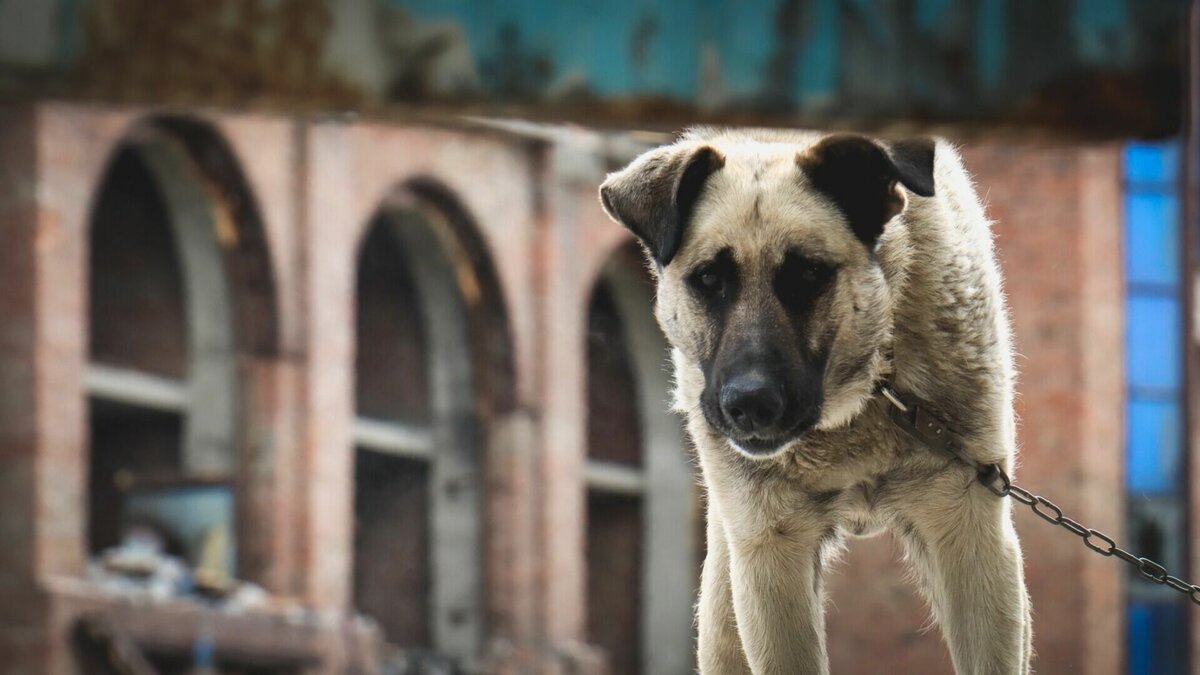     На фоне проблем с бездомными собаками у республиканских властей возникли вопросы к домашним животным. Собак и кошек Татарстана хотят заставить соблюдать режим тишины, а передержки для животных и вовсе оказались под угрозой запрета. Подробности — в материале Inkazan.
