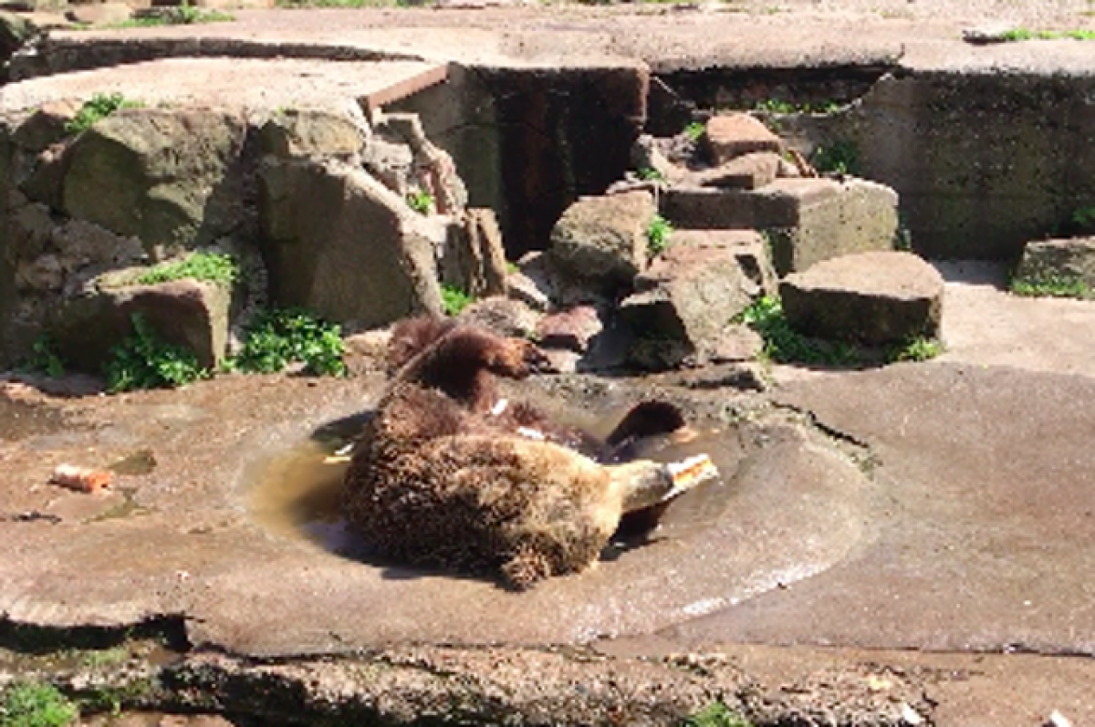    Калининградский медведь Фима отпраздновал день рождения