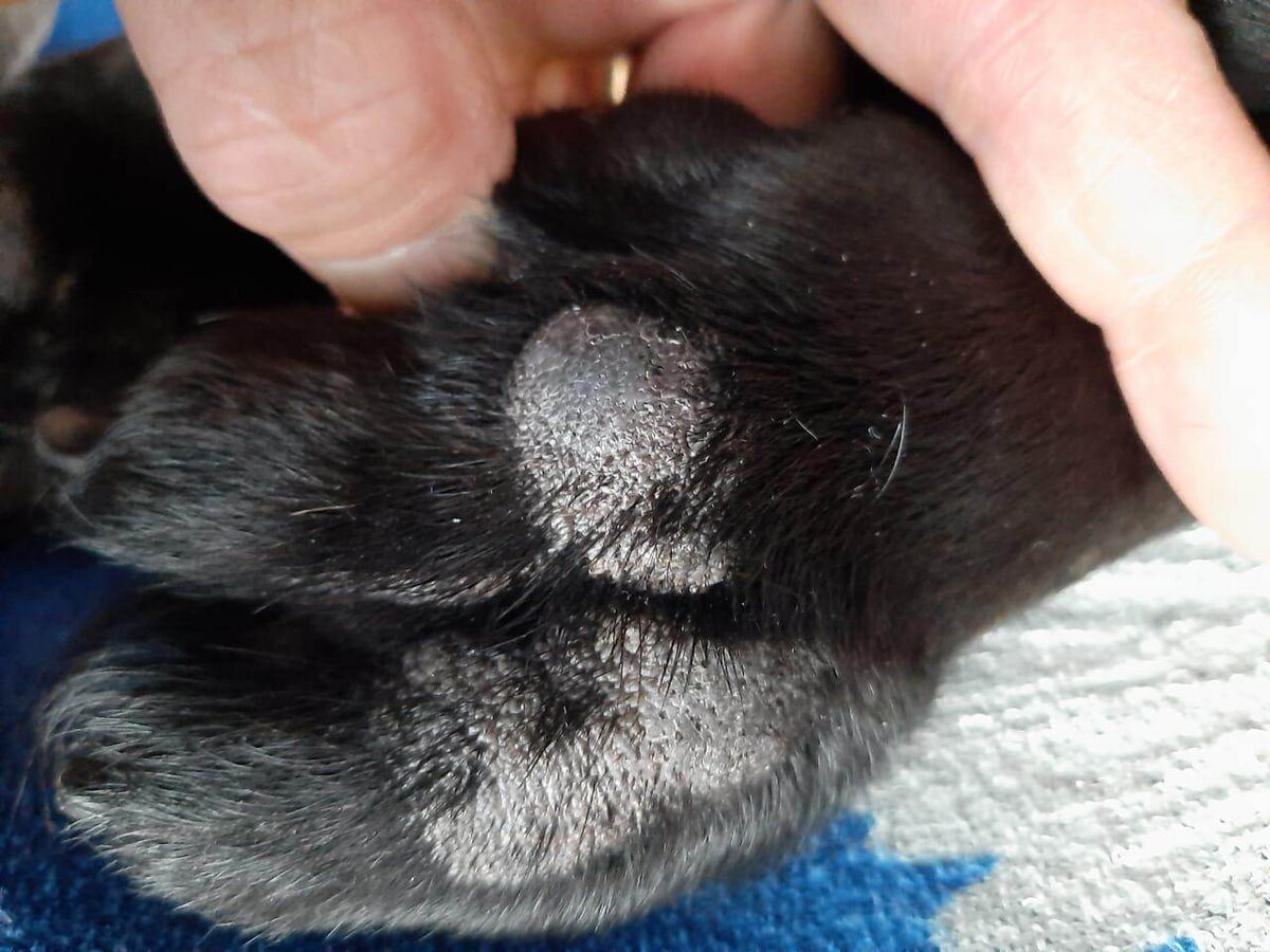 Дерматофития кошек и собак: причины заражения, симптомы, диагностика, лечение и профилактика