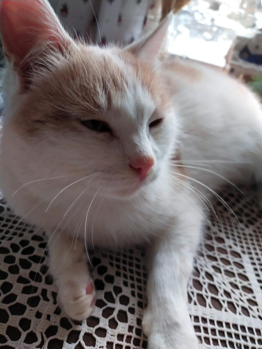 Набегался...