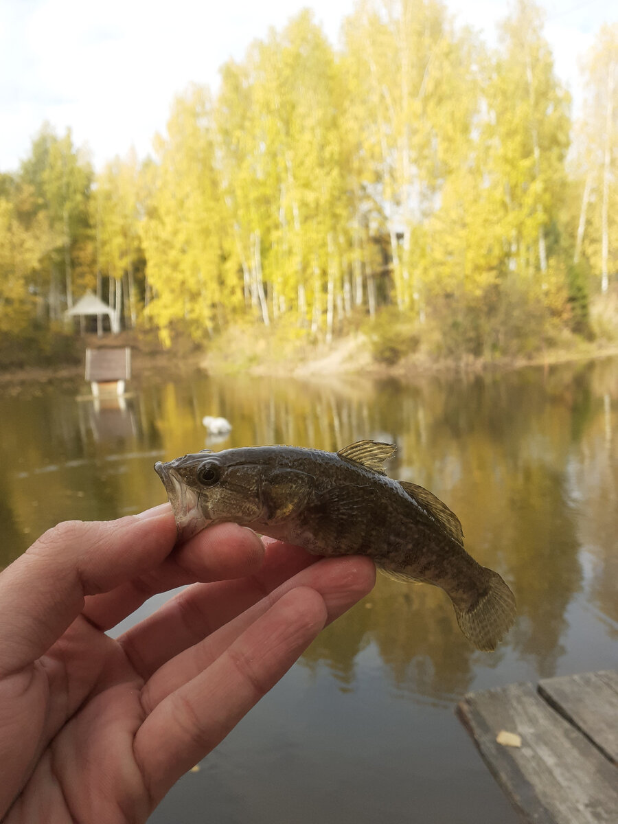 Подарки рыбаку