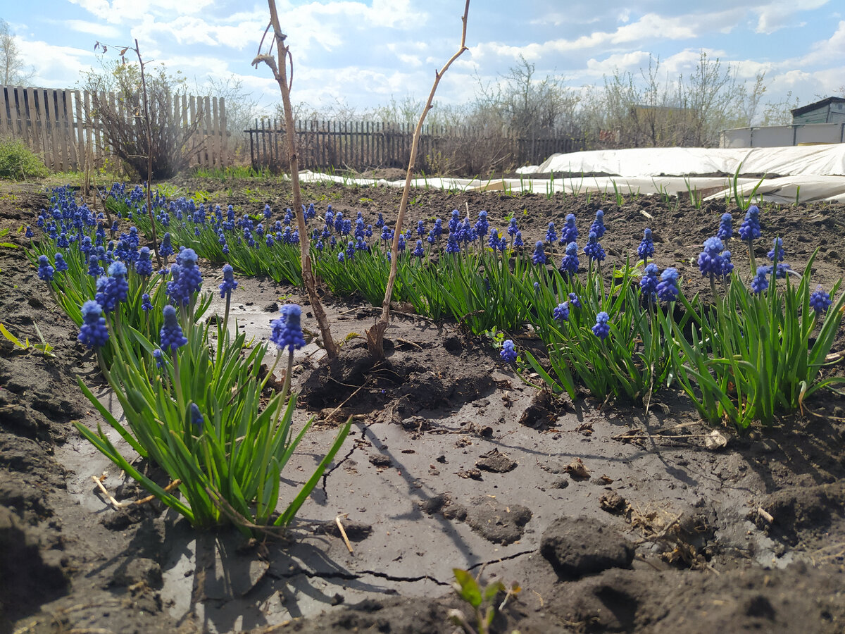 мускари я определила в малинник, они прекрасно себя чувствуют