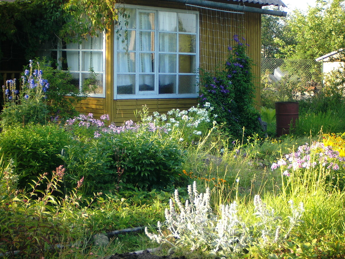 2. Вид на будущий розарий. 7 фото, листайте