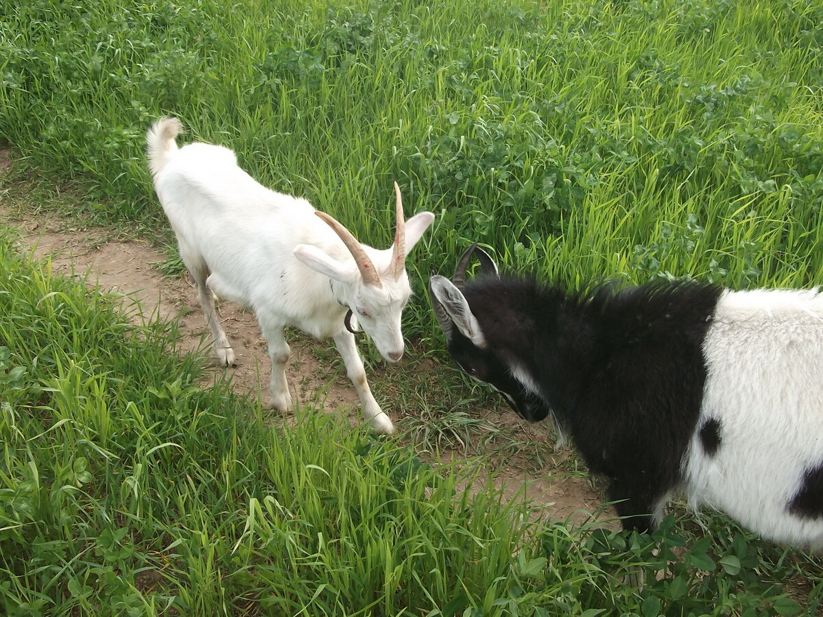 Фото из архива. Две козы на тропинке)) Не хуже баранов!