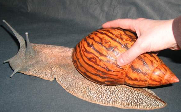 Раковина самой большой сухопутной улитки в мире достигла 27 см в длину. На фото настоящая лишь раковина рекордсмена, тело улитки воссоздано для наглядности.