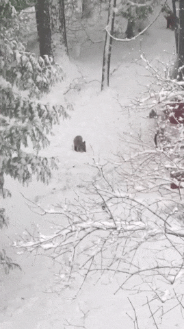 Малыши лисята и их первый снег
