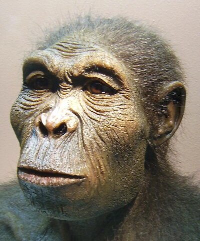 Scientiffic reconstruction of a Homo habilis.  Автор: Reconstruction by W. Schnaubelt & N. Kieser (Atelier WILD LIFE ART)Homo_habilis.JPG: Photographed by User:Lillyundfreya) - Homo_habilis.JPG, CC BY-SA 3.0, https://commons.wikimedia.org/w/index.php?curid=9503636