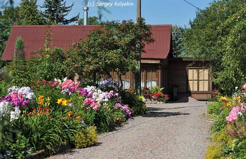 Где почитать Марковского Сад под Петербургом Дзен