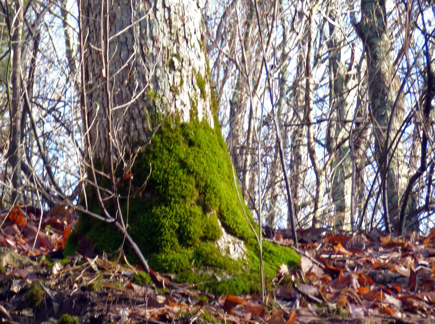 мох фото чб. древесные кустистые лишайники. мхи и лишайники на деревьях. мох в лесу с какой стороны. лишайники растущие на коре.