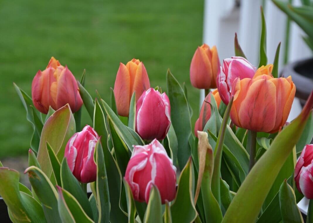 Тюльпаны относятся к семейству луковичных растений и требуют регулярного выкапывания и пересадки луковиц.