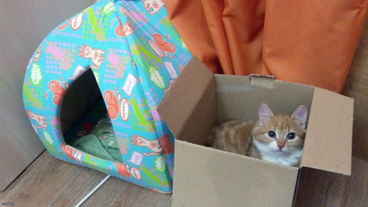 Котик лучше знает где ему спать