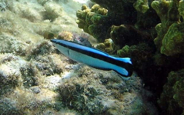 Фото : Открытый  источник