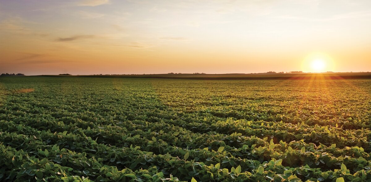 Плантации сои