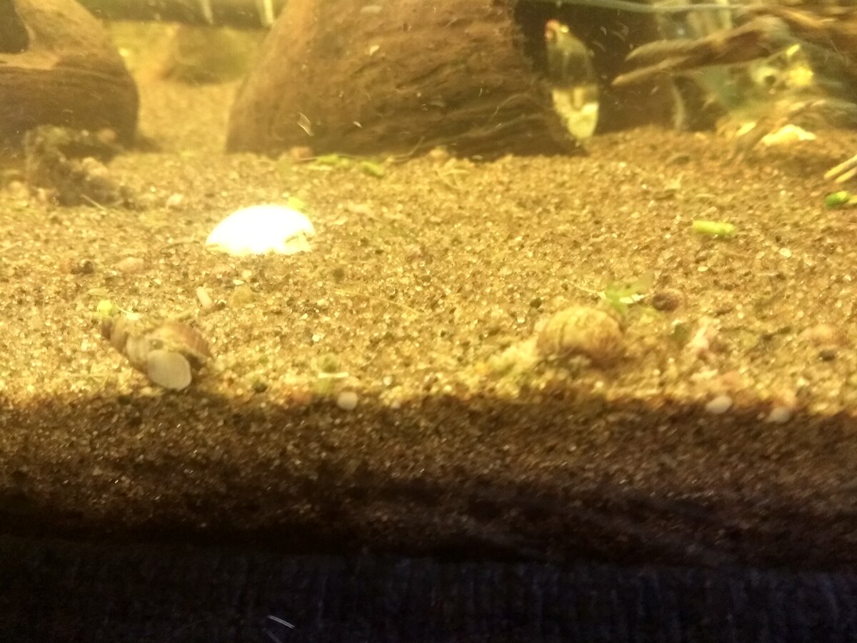 Две улитки конусы.