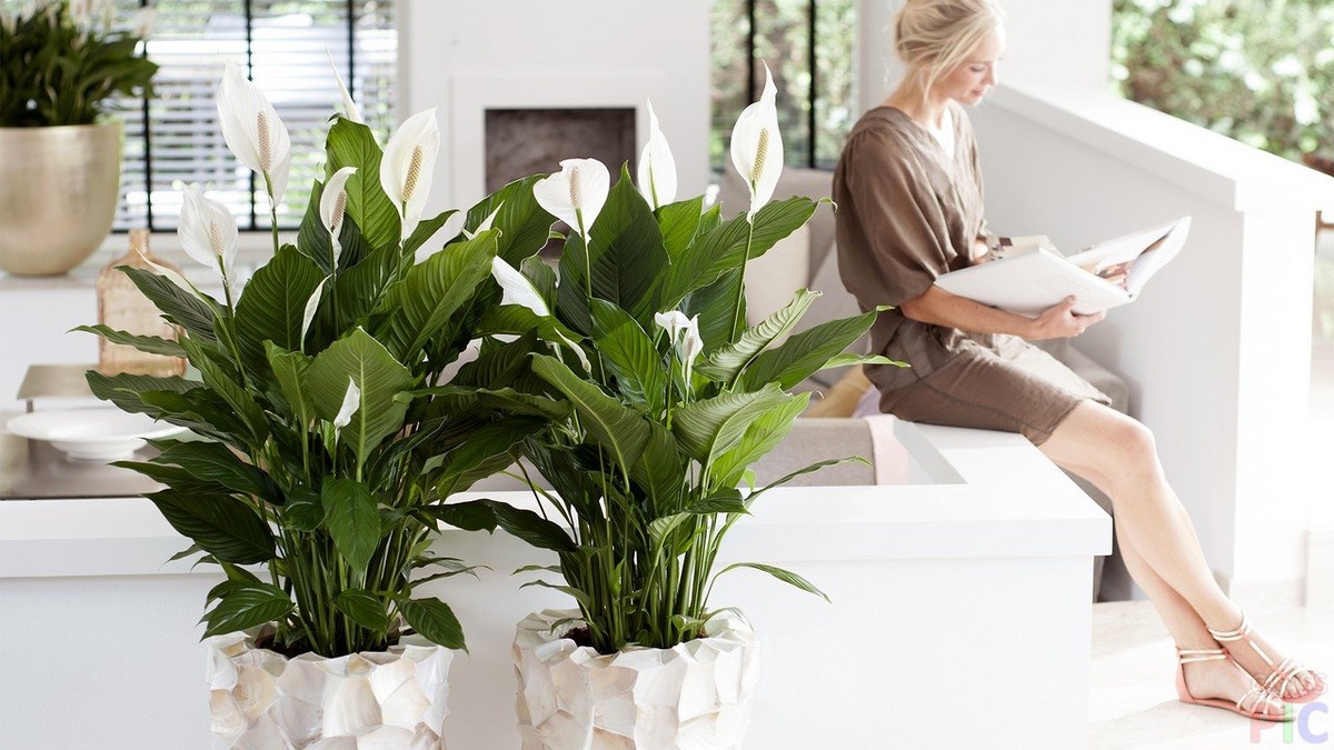 Увлажняет воздух, нейтрализует аллергены и выделяет ферменты, влияющие на подсознание и глубину сна