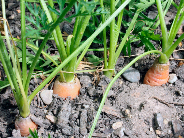 Сладкая и сахарная морковь: секрет в правильной подкормке, основные правила