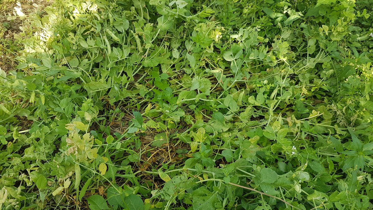 Не подвязанный горох весь лежит на земле.  А на первой фотографии подвязанный горох. Разница, как говорится,  на лицо.