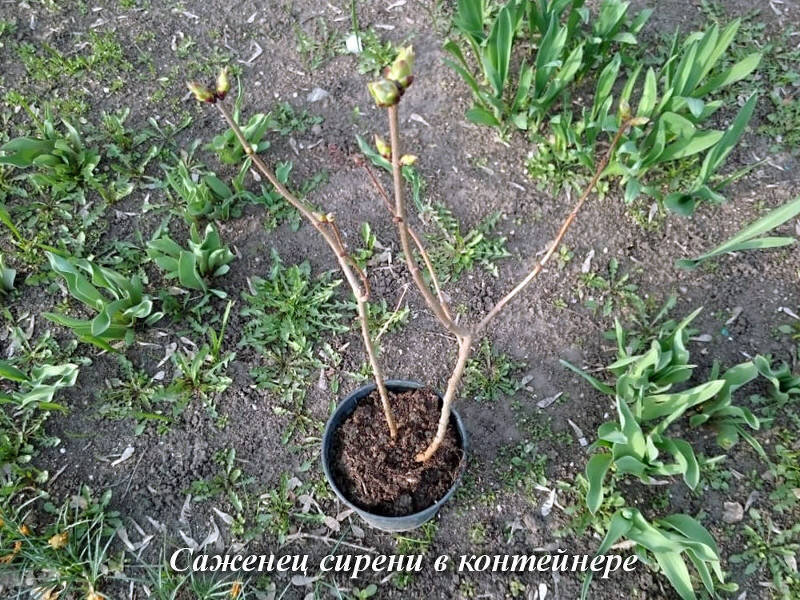 Саженец сирени в контейнере