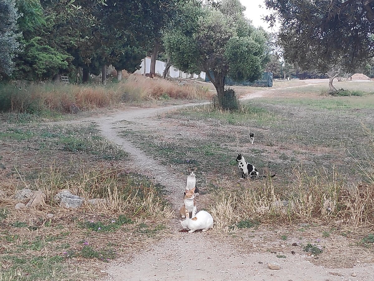Котов возле Акрополя ходит кормить специально обученный человек. Его они и ждут.
