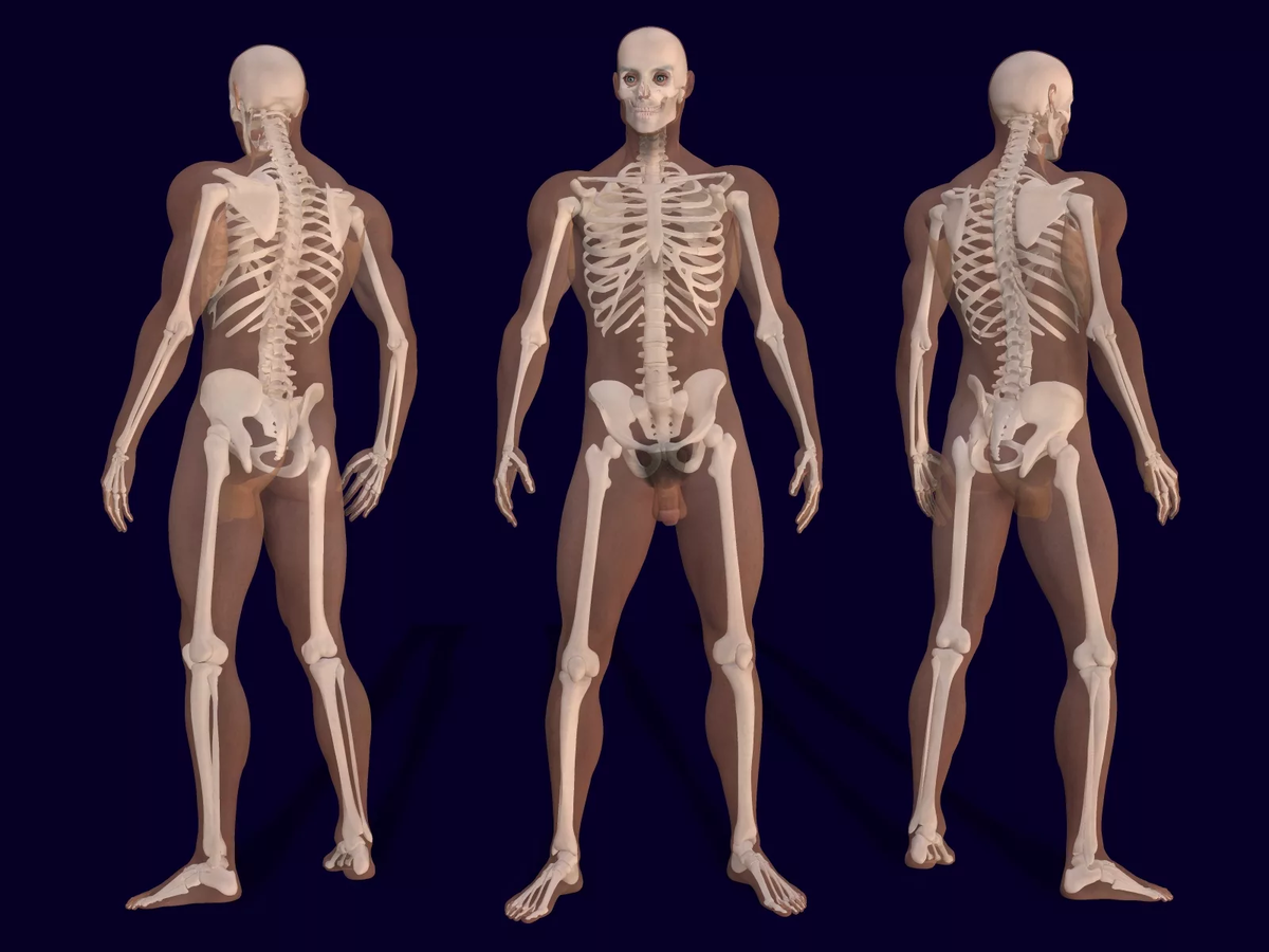 И молодые люди кости человека. Форма скелета человека. Человеческий скелет анатомия. Мужской скелет. Анатомия мужчины кости.