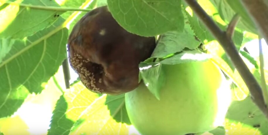 Пораженные монилиозом яблоки гниют и мумифицируются прямо на дереве