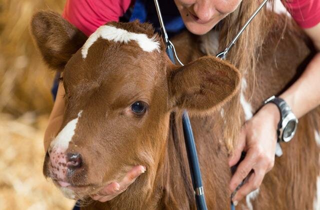 Фото: Яндекс