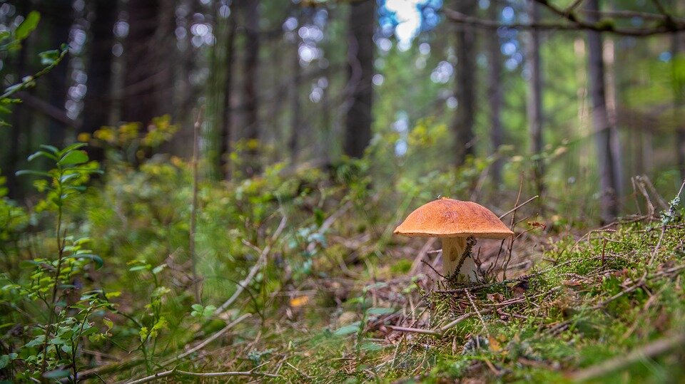 https://cdn.pixabay.com/photo/2018/09/08/23/25/mushroom-3663592_960_720.jpg  