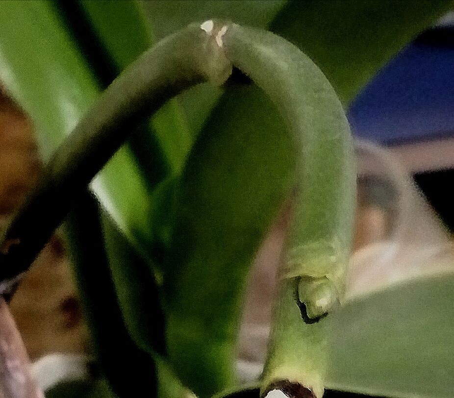 "спящая" почка