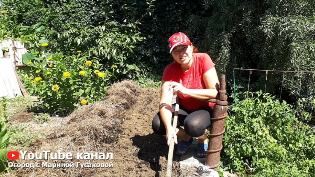 СИДЕРАТЫ летом сею овес