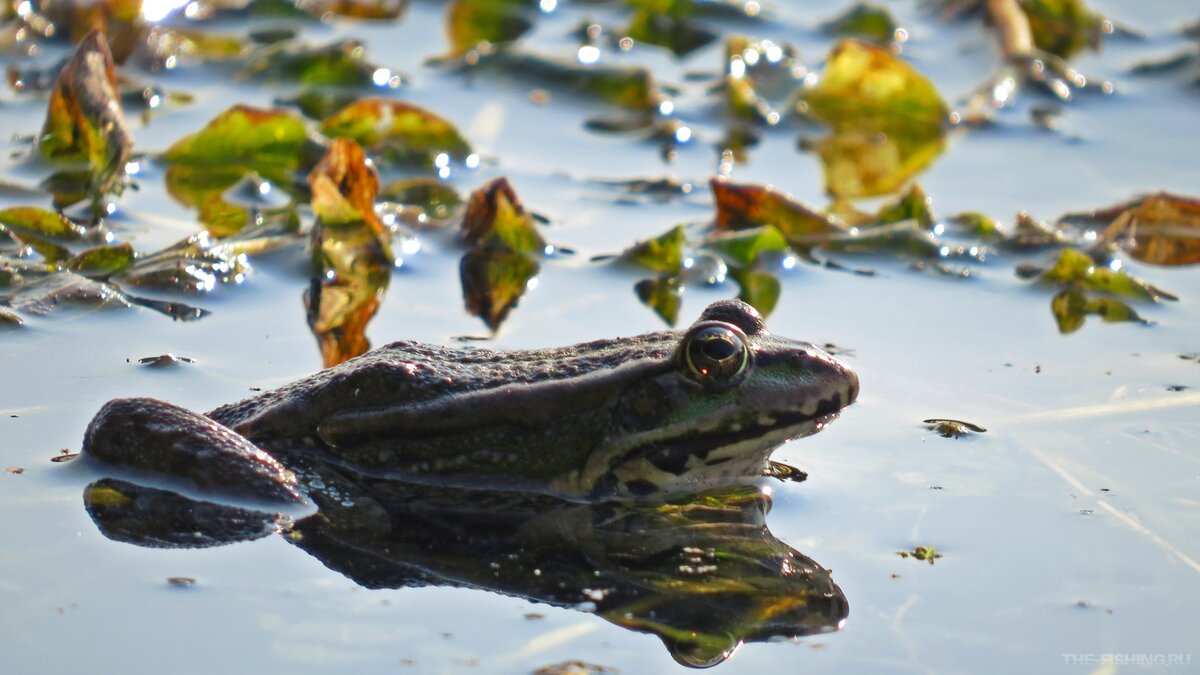 Как жаба ловит добычу. Рыбалка на лягушку живую. Как ловить лягушек. Щука на лягушку живую. Рыбалка на лягушку живую.