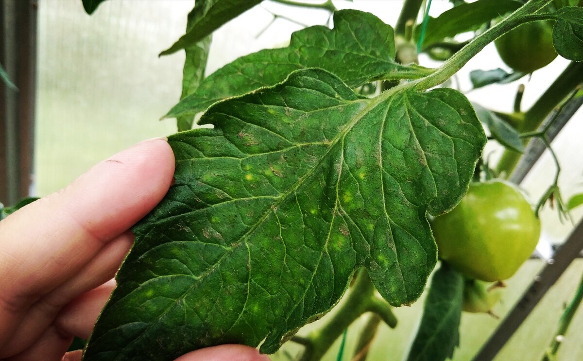 Желтые листья у помидор в теплице фото и их лечение