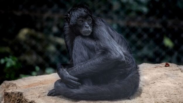 Фото: Juancho Torres