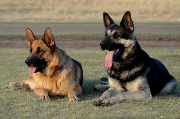 Слева немецкая овчарка, справа ВЕО