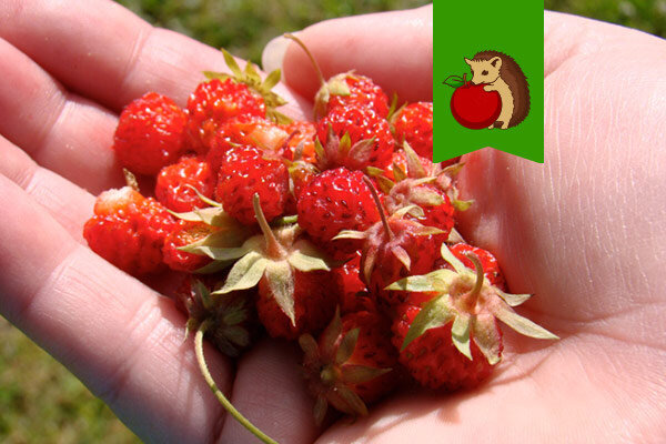 Фото: https://sait-pro-dachu.ru/wp-content/uploads/2015/04/prichiny-izmelchanija-klubniki-1.jpg