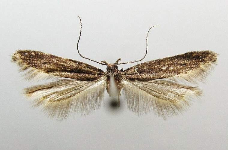 Neopalpa donaldtrumpi