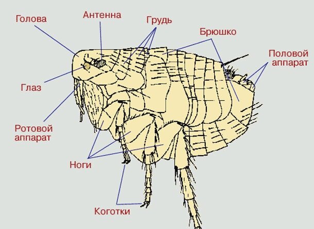 Строение тела блохи.