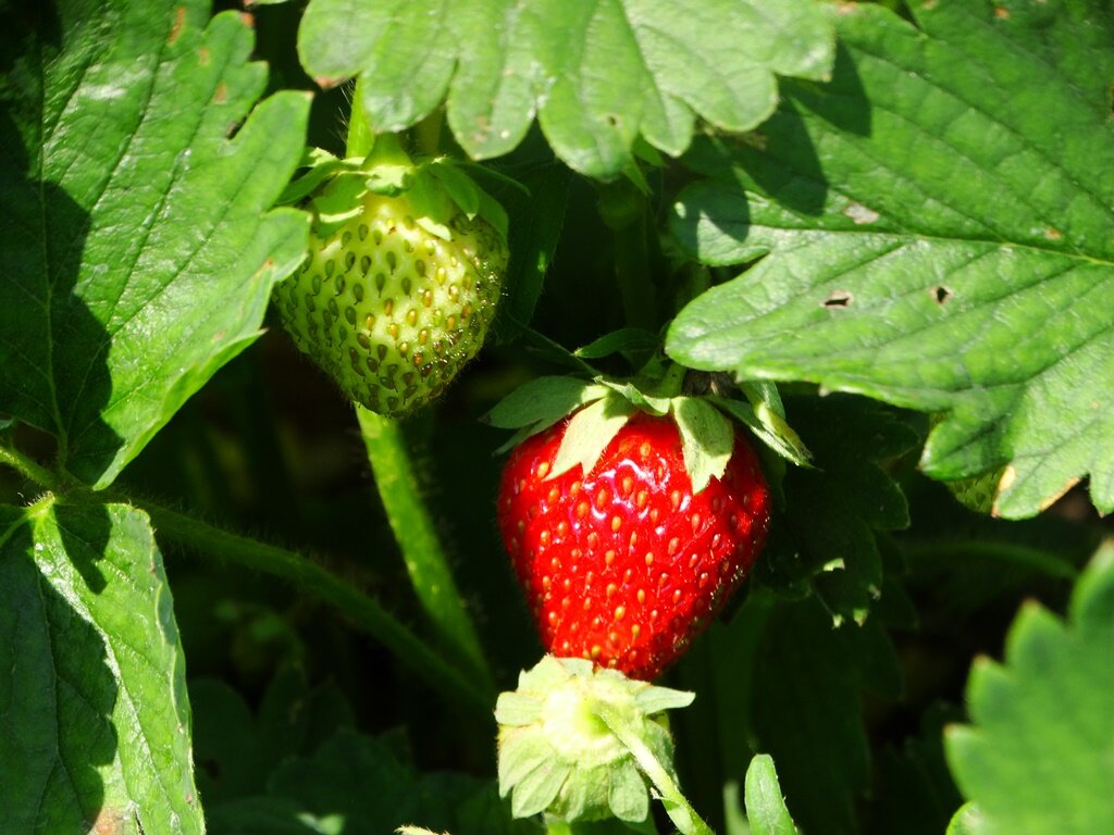 Выращивание клубники на приусадебном участке