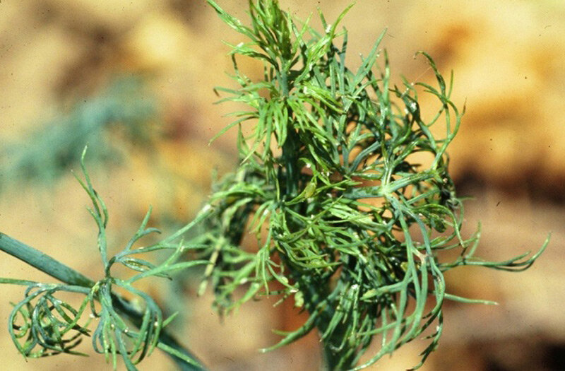 Искусанный тлей укроп. Литья скручиваются, растение отстает в росте.