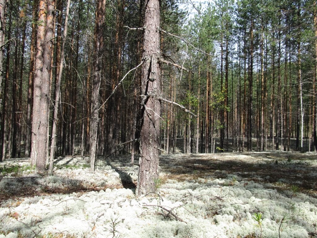 Прогулявшись по тропе среди замечательного соснового бора.