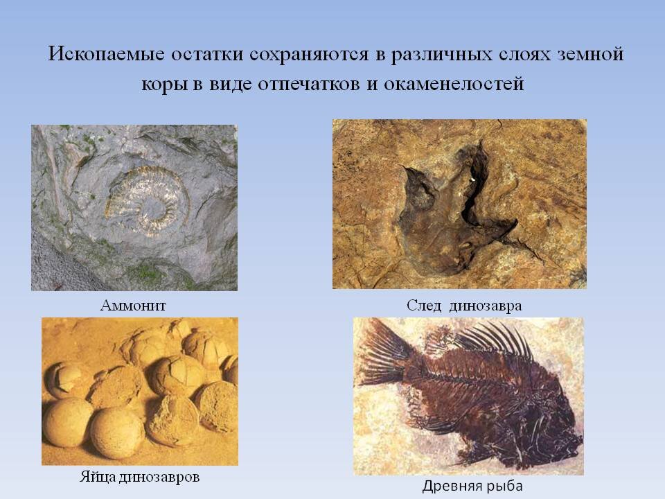 Виды окаменелостей описание и фото