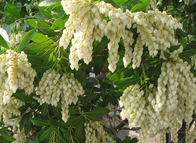 Pieris japonica