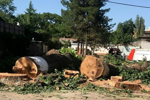  Вырубка деревьев в Ташкенте. Фото с сайта Nuz.uz