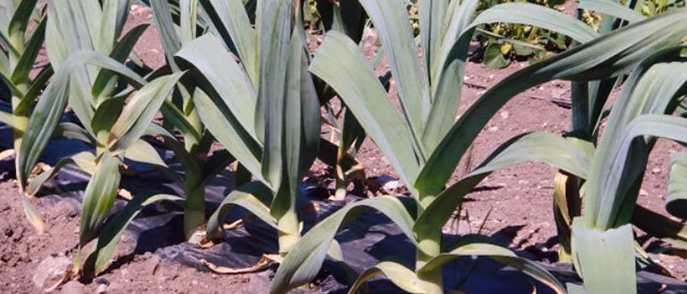 Листья рокамболя крупнее чесночных