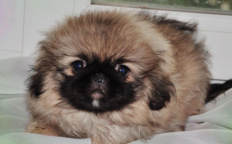 Чистенький и вымытый пекинесик