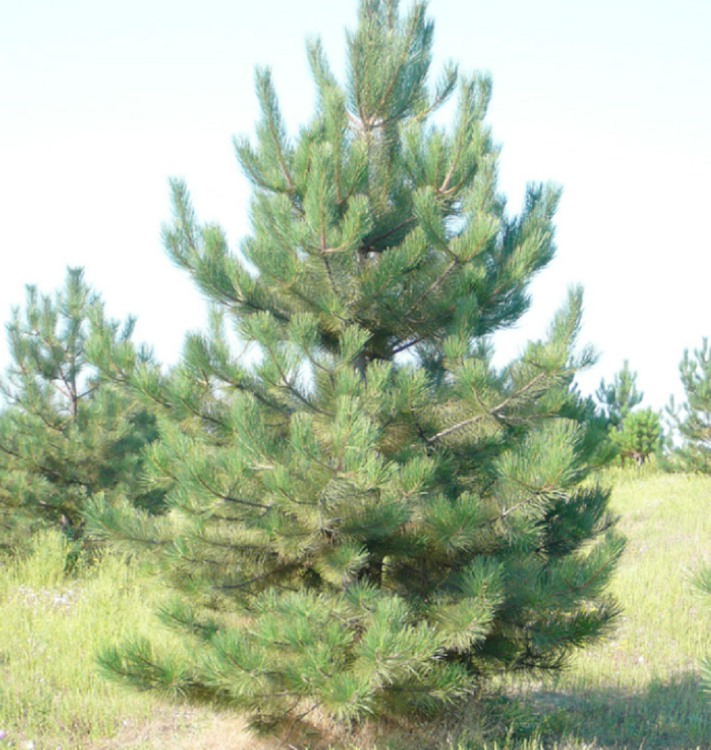 Сосна крымская купить. Сосна Палласа Крымская. Сосна Крымская (Pinus pallasiana). Сосна Палласа Ялта. Pinus nigra subsp. Pallasiana.